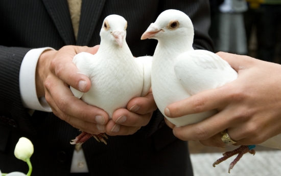 Verhuur van witte en zwarte duiven
