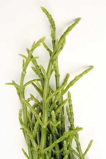 Saltygreens - Yerseke