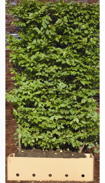 QuickHedge - Boekel