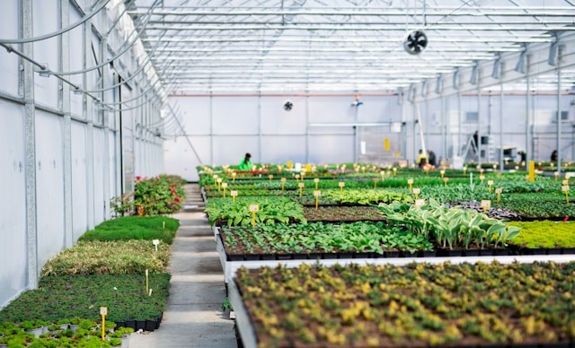 Arno Kuipers Tuincentrum Hengelo: Verse Bloemen, Planten en Perkplanten