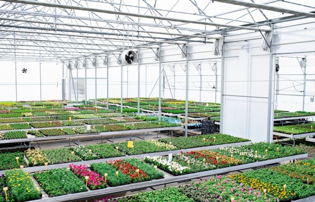 Arno Kuipers: Tuinonderhoud, Advies, Planten en Boomverkoop