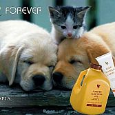 Aloe vera voor dieren