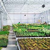 Arno Kuipers Tuincentrum Hengelo: Verse Bloemen, Planten en Perkplanten