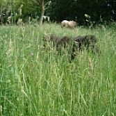 Biologische graszaden