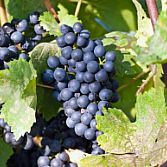 Blauwe druiven Pinot noir