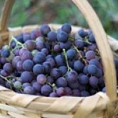 Blauwe druiven Pinot noir