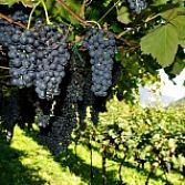 Blauwe druiven Pinot noir