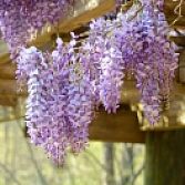 Blauwe regen Wisteria Sinensis prolific