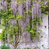 Blauwe regen Wisteria Sinensis prolific