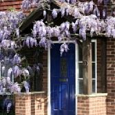 Blauwe regen Wisteria Sinensis prolific