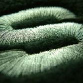 Borduren