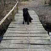 Bouvierpups