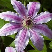 Clematis 2kleur