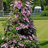 Clematis 2kleur