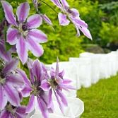 Clematis 2kleur