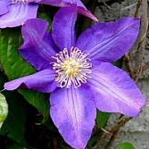 Clematis paars