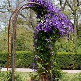 Clematis paars