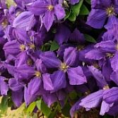 Clematis paars
