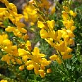 Cytisus praecox allgold