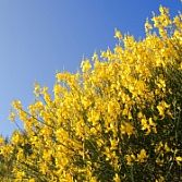 Cytisus praecox allgold