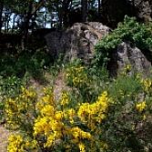 Cytisus praecox allgold