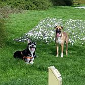 Dog buddy