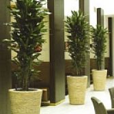 Dracaena janet lind in bananenplanter