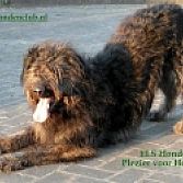 ELS Hondenclub plezier voor hond & baas