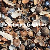 Enkele producten die wij verkopen