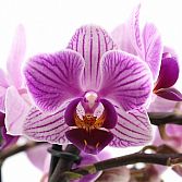 FloraStore Natuurlijk, de beste!