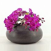 FloraStore Natuurlijk, de beste!