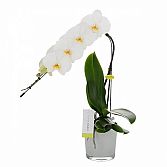 FloraStore Natuurlijk, de beste!