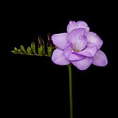 Freesia Biscaya