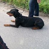 Gedragstherapie