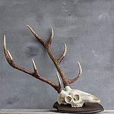 Gewei hert op schild (kunst)