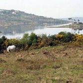 Gidsreizen in Ierland