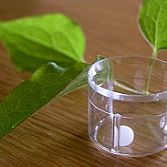 Homeopathie