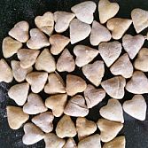 Hondenkoekjes
