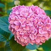 Hydrangea Macrophyla