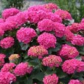 Hydrangea Macrophyla