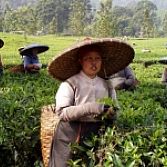 Java Bali