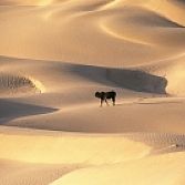 Kleurrijk Rajasthan