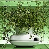 Kruidenpot groot