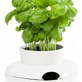 Kruidenpot groot