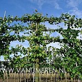 Leibomen