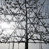 Leibomen