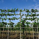Leibomen