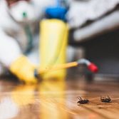 Ongedierte in huis