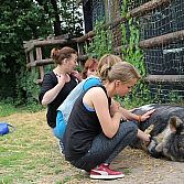 Originele workshop: varkens knuffelen