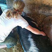 Originele workshop: varkens knuffelen